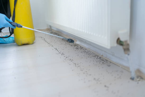 Best Wasp Removal Services  in Westgate, FL